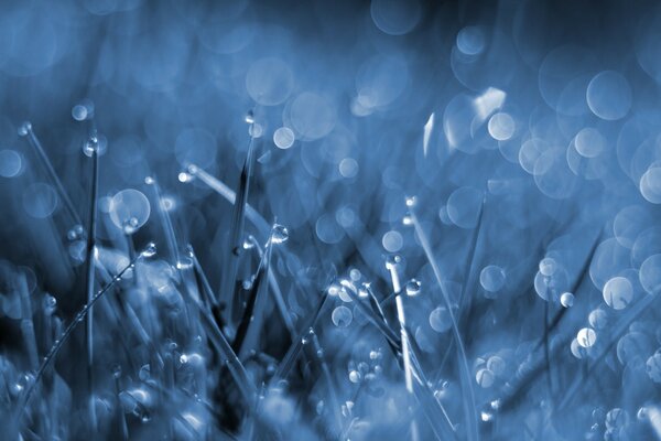 قطرات المطر على العشب البارد