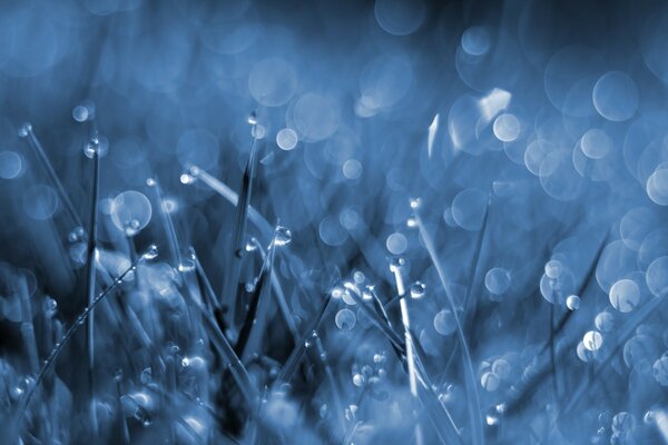 Gouttes de pluie sur l herbe froide