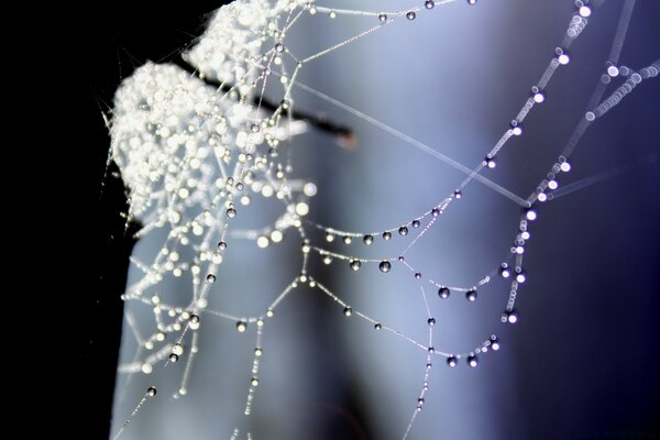 The web was overgrown with small droplets of water