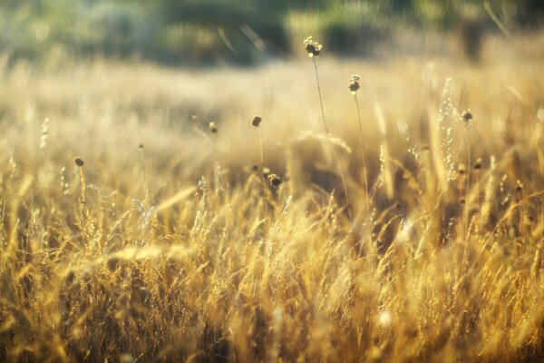 Weizenfelder im Herbst