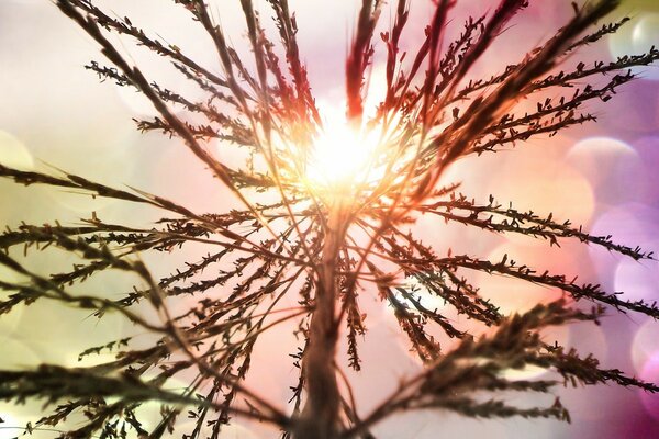 Bright sun through the plant on the field