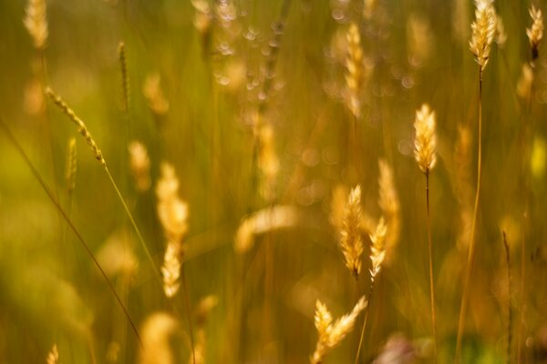 A rural field in the rays of the sun