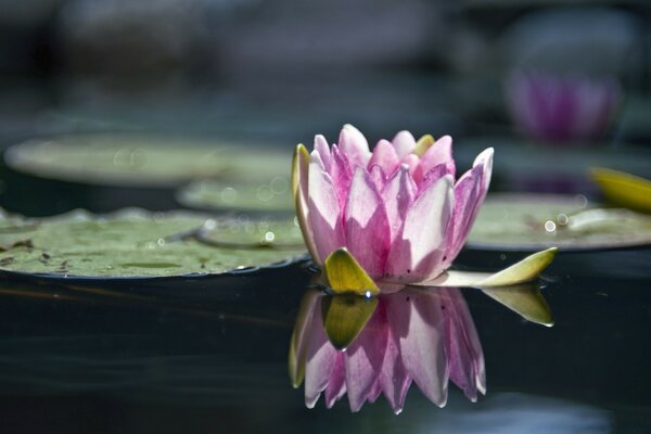 Loto rosa en la superficie del agua