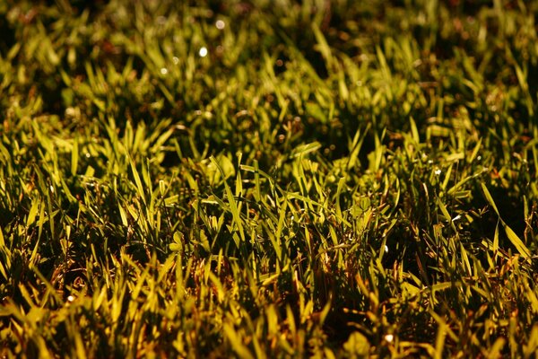 Erba bassa illuminata da luce gialla