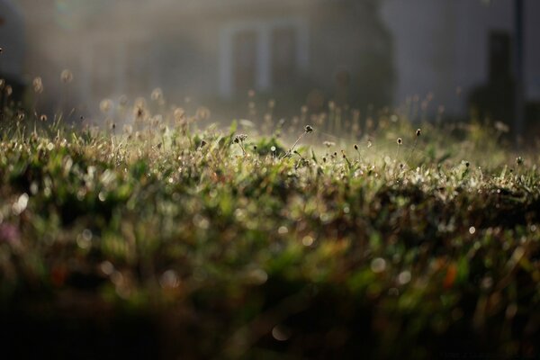 Rosée sur l herbe le matin d été