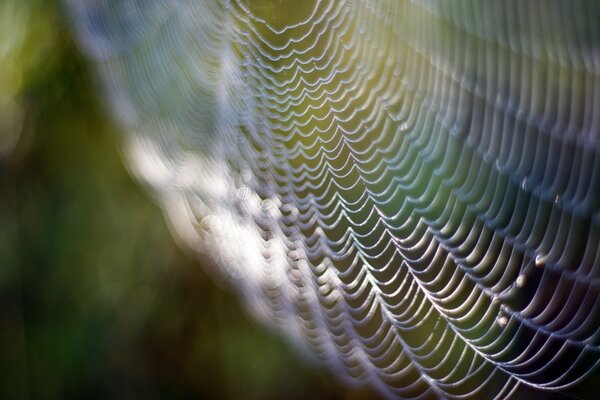 Gocce di rugiada su una ragnatela in una macro ripresa