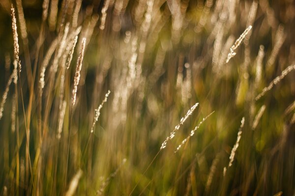 Gras wächst auf dem Feld