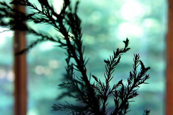 Coniferous tree at dawn by the window