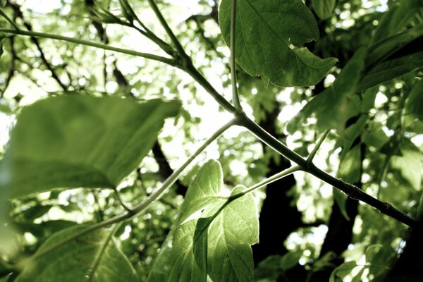 O sol atravessa as folhas verdes