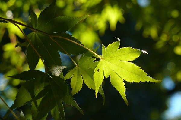 Maple leaf at the beginning of the season