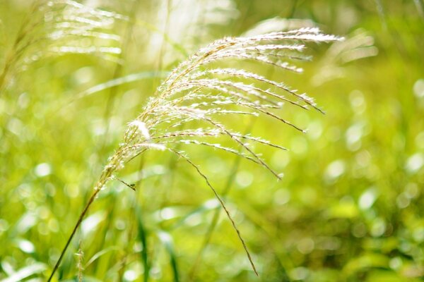 Reeds on the field in the summer