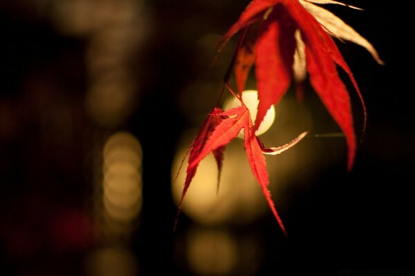 Feuilles cramoisies sur fond noir