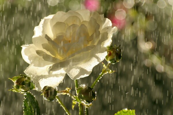 Rosa blanca como la nieve en gotas de lluvia