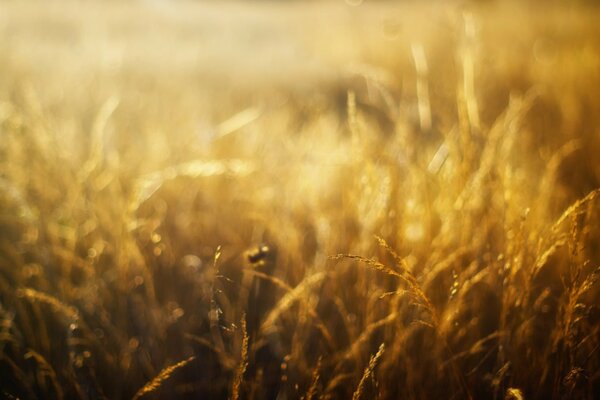 Altın buğday tarlası. Işık