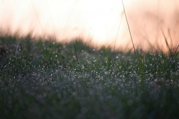 Dew on the grass on a summer morning