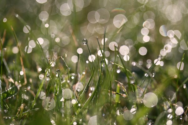 Macro shooting of raindrops on the grass