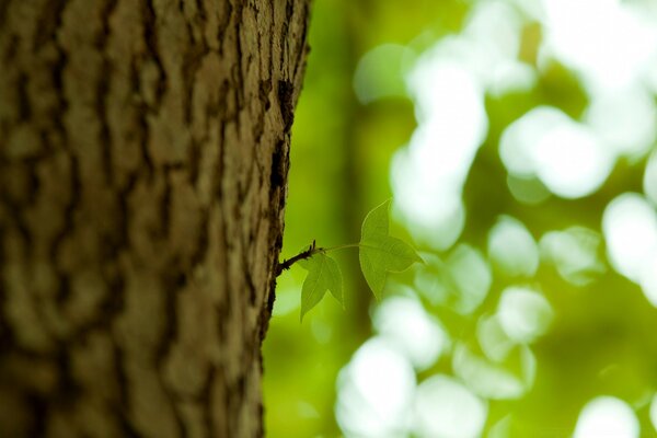 A small twig on a tree