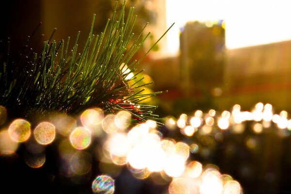 Ein Weihnachtsbaum. Verschwommene Lichter