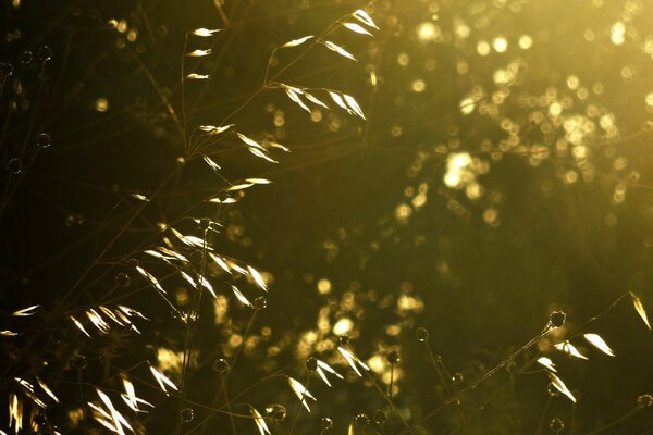 Spider web with dew drops in the sun