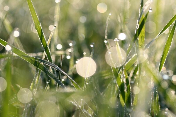 Morning dew on the green grass