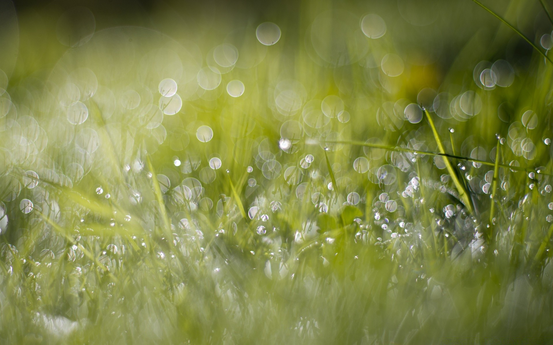 bokeh pluie chute rosée humide herbe nature lumière bureau eau fraîcheur clair lumineux flou couleur brille foin gouttes flore été propre