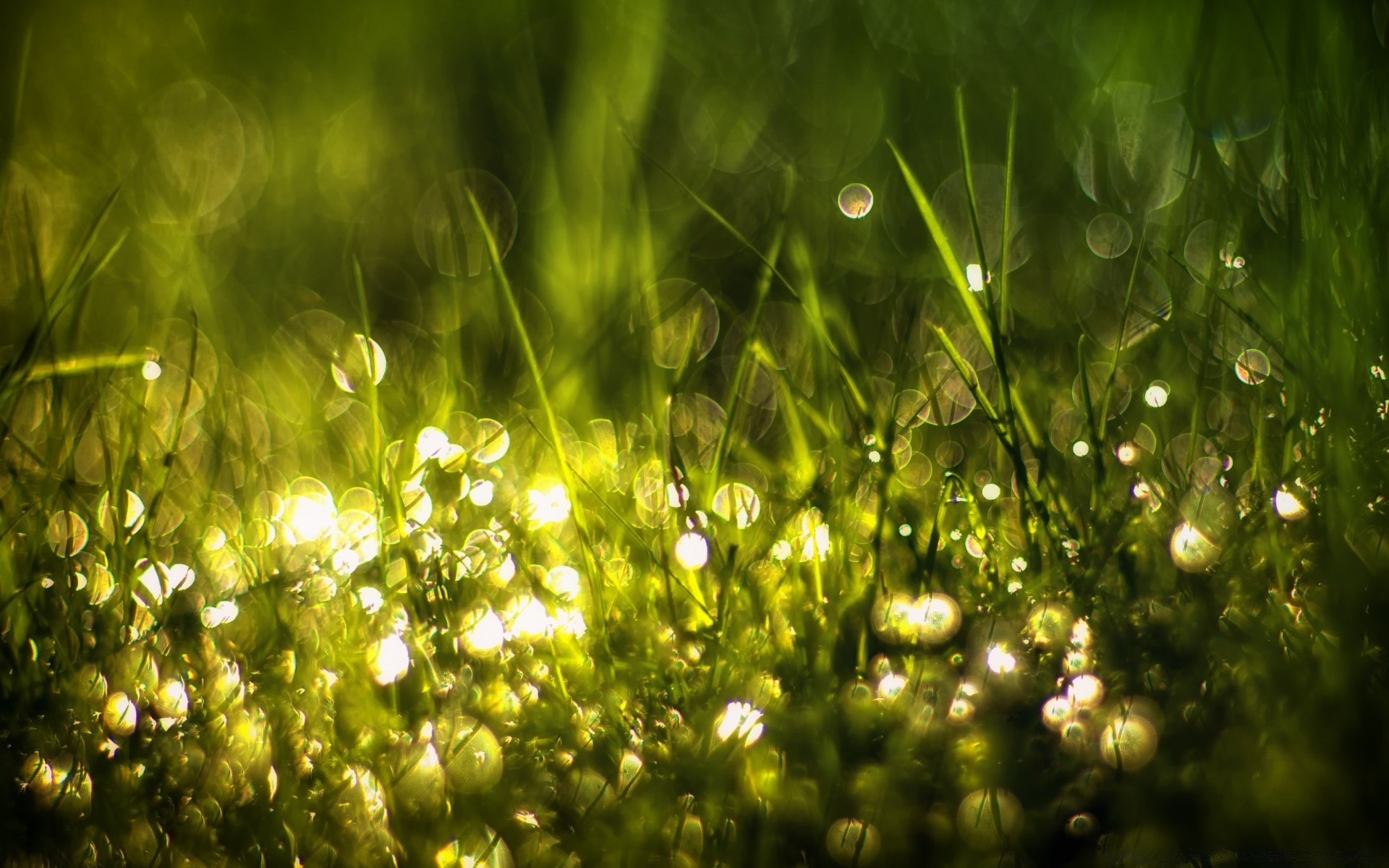 bokeh çimen güneş doğa bahçe yaz flora yaprak saman çim parlak çiy güzel hava yemyeşil bulanıklık yağmur renk masaüstü şafak alan ışık