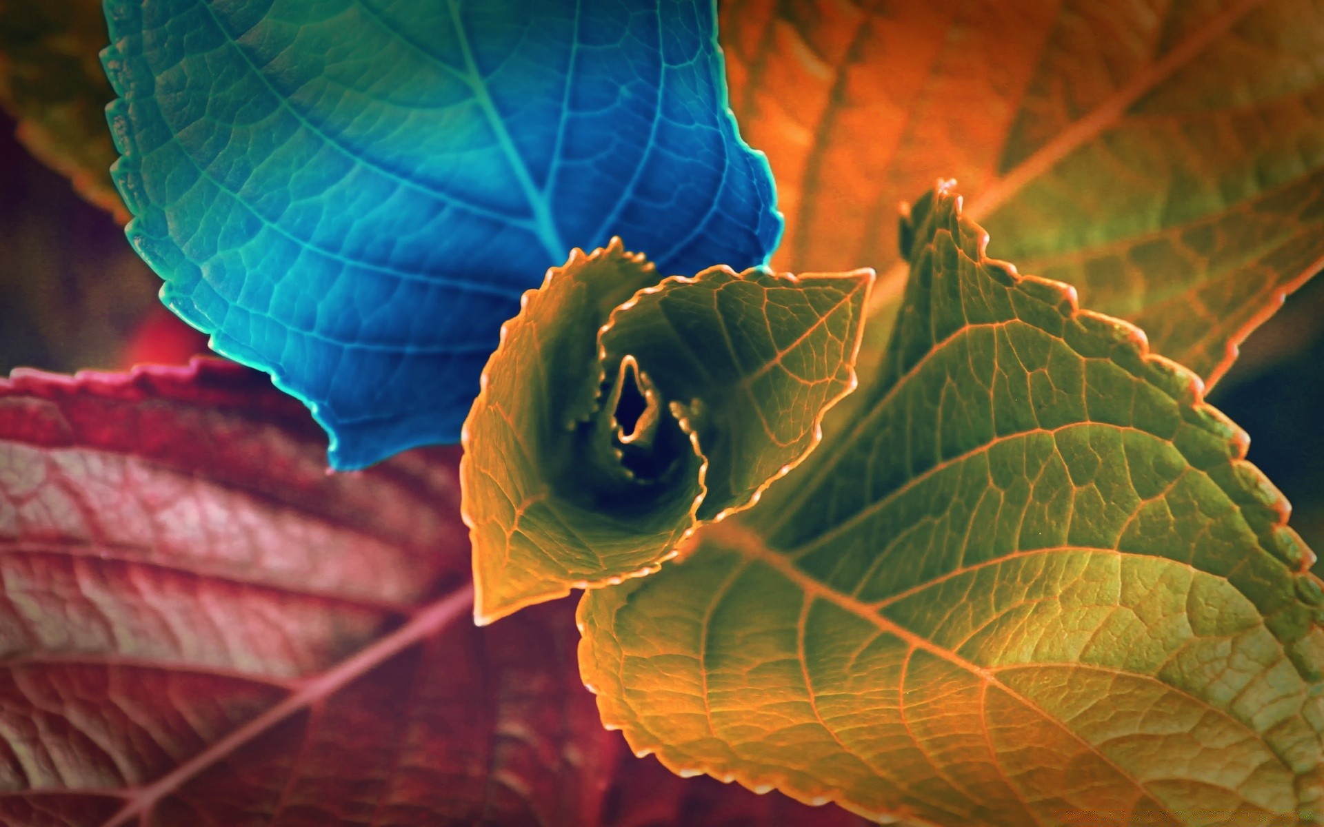 bright colors leaf nature desktop flora fall bright outdoors environment