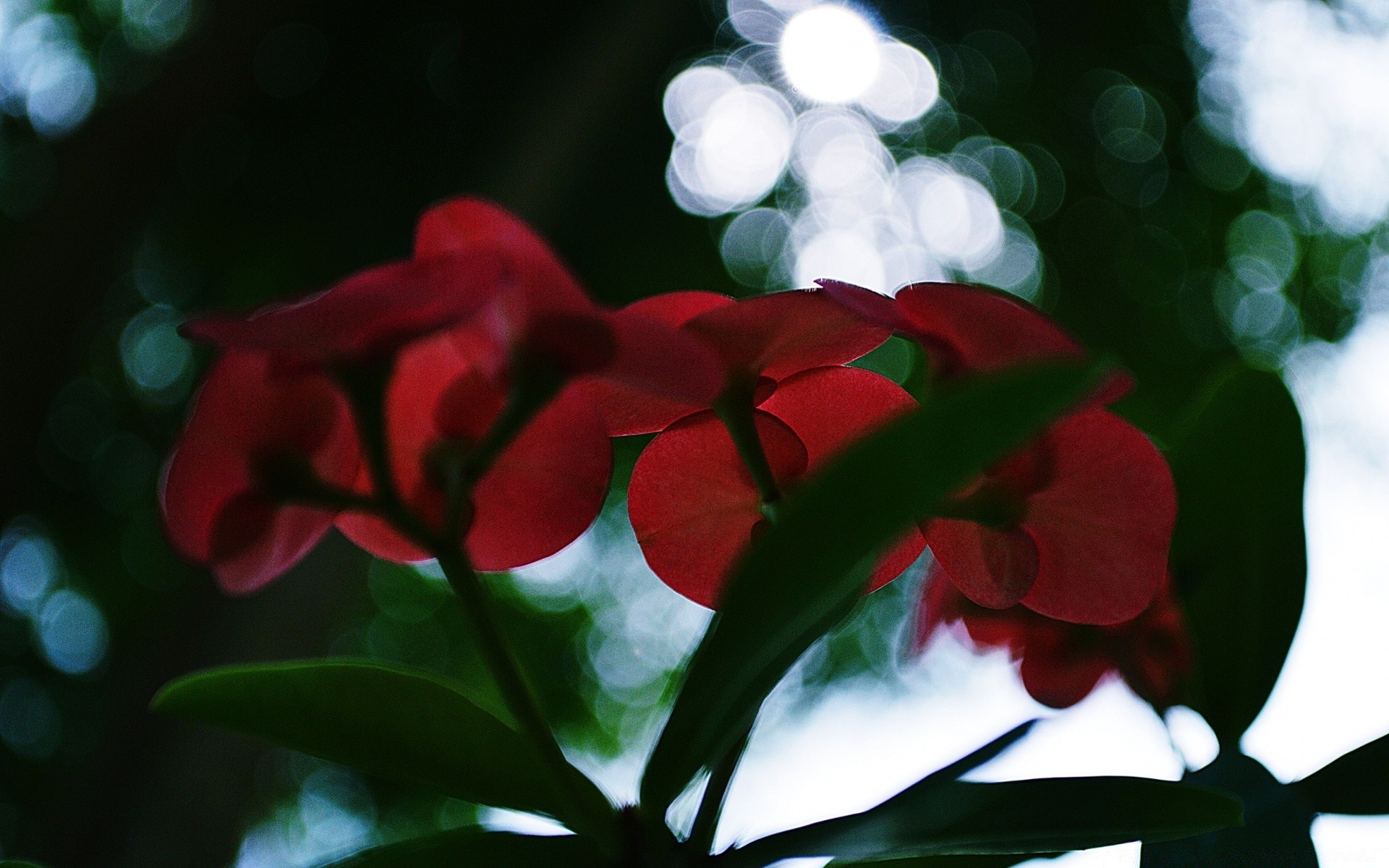 bokeh feuille nature flore fleur jardin couleur arbre décoration été gros plan lumineux floral croissance