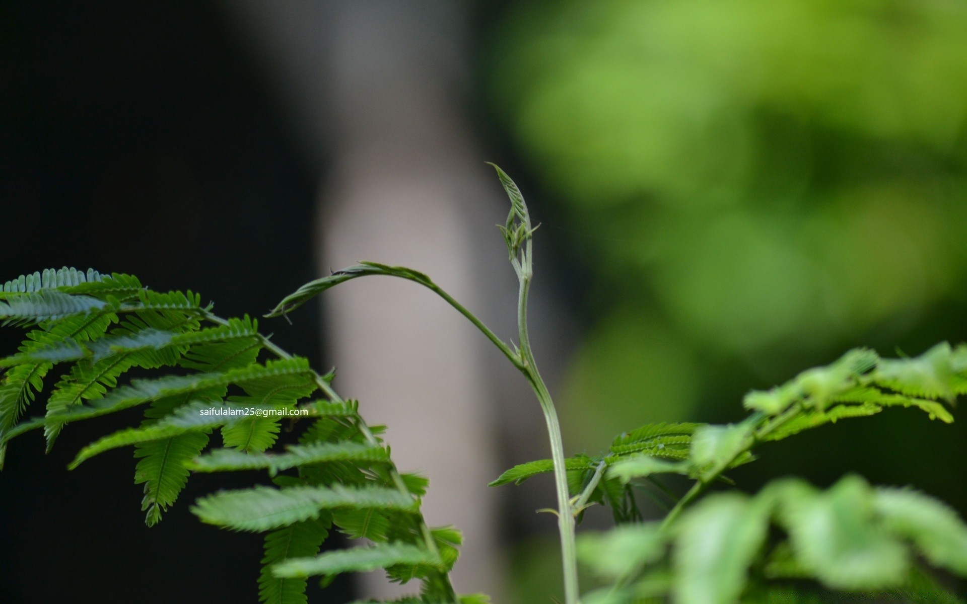 bokeh blatt flora wachstum natur garten sommer mittwoch regen üppig im freien dof fern