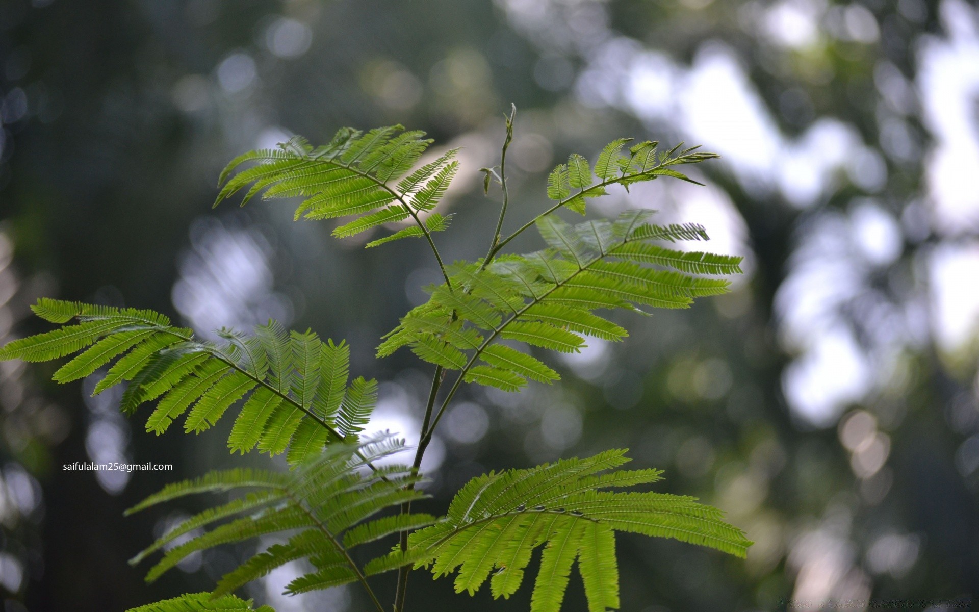 bokeh foglia natura flora albero estate crescita ambiente all aperto giardino lussureggiante legno parco fern luminoso sole pioggia ramo bel tempo close-up