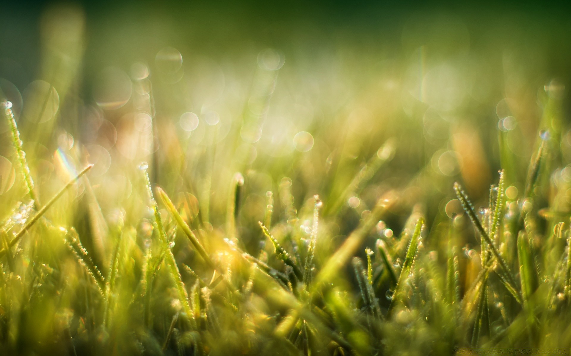 bokeh hierba campo sol crecimiento heno verano césped naturaleza flora buen tiempo rural amanecer exuberante pasto temporada suelo granja hoja jardín desenfoque