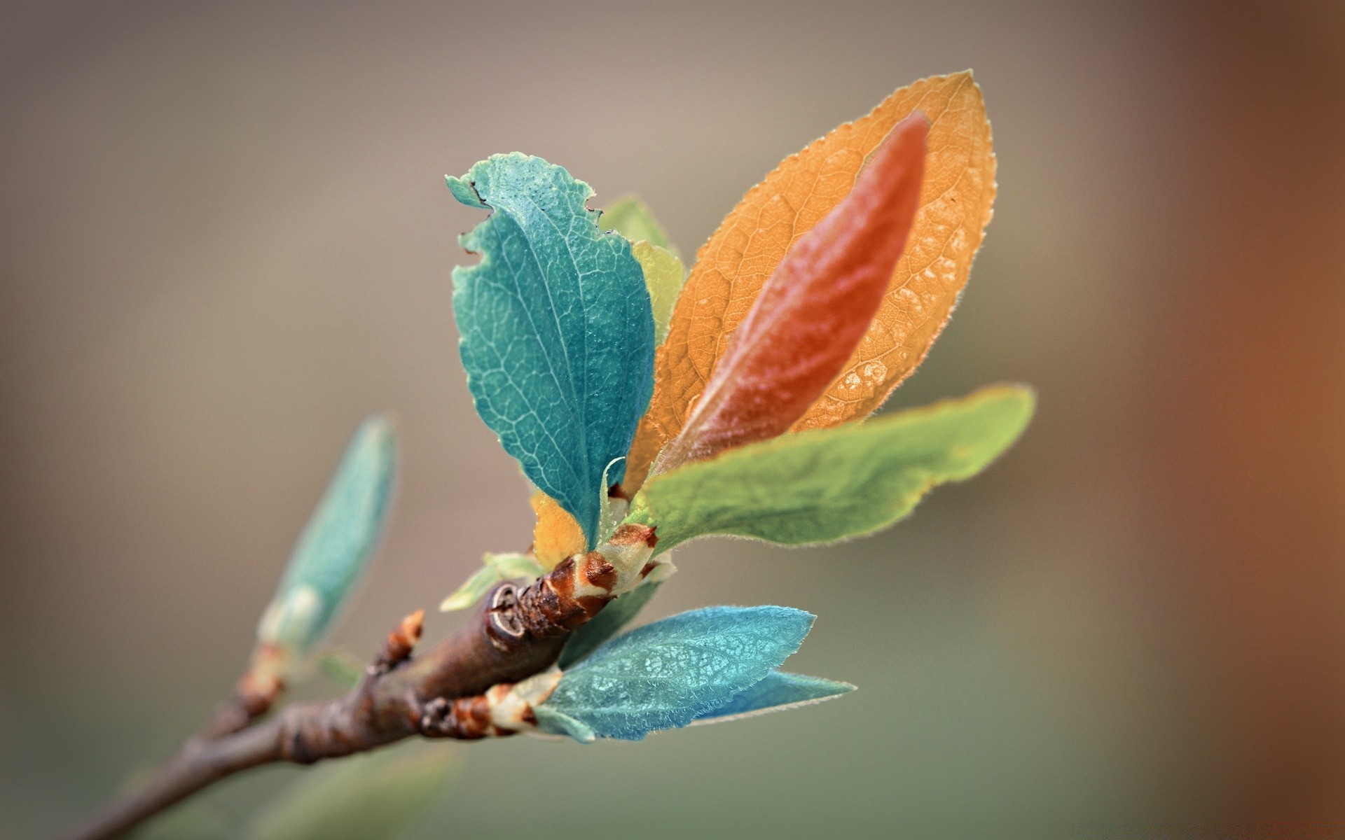 parlak renkler yaprak doğa flora büyüme şube ağaç açık havada yakın çekim sonbahar bahçe ortamlar parlak