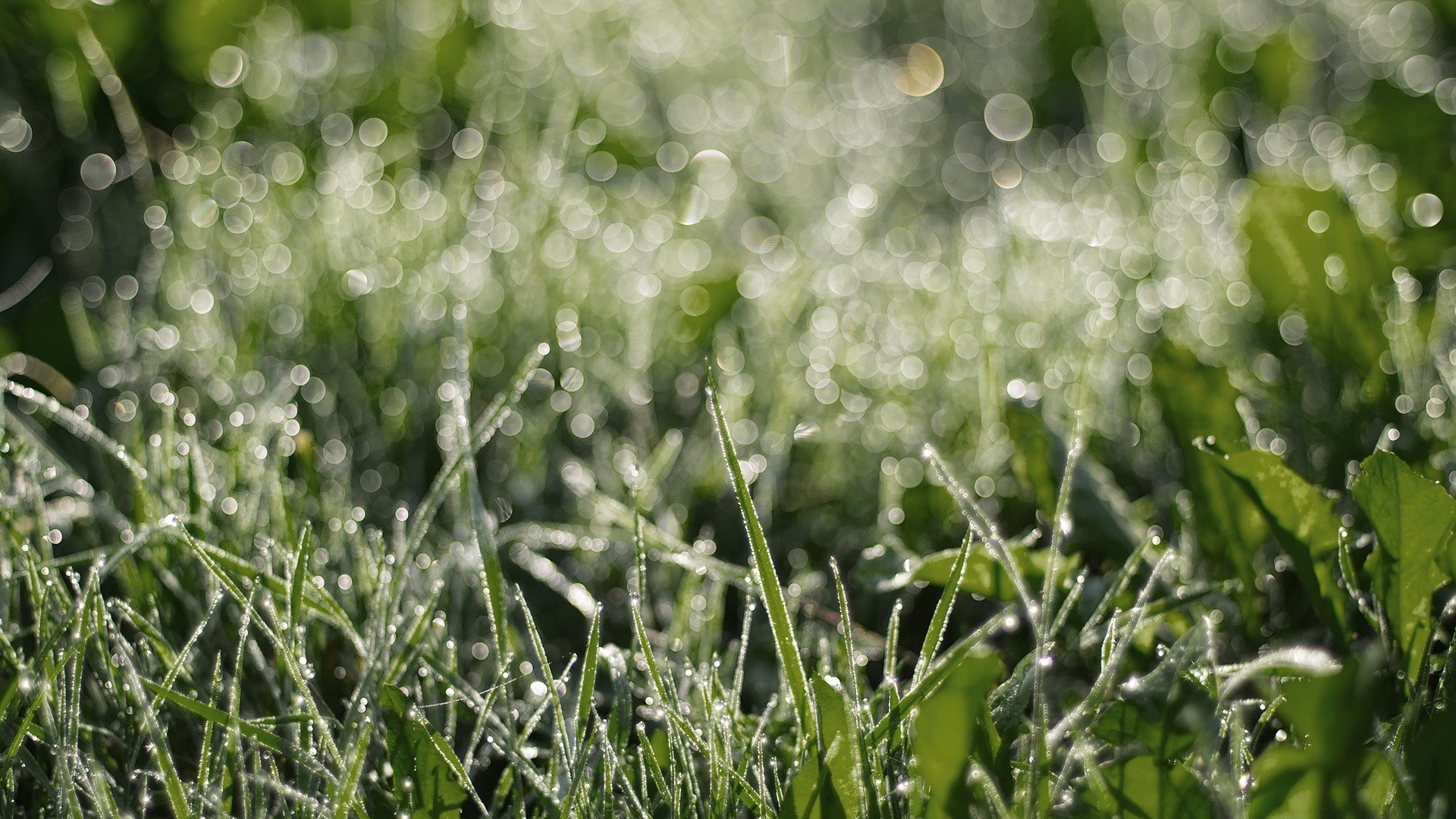 bokeh hierba flora naturaleza césped verano heno rocío caída jardín campo temporada crecimiento hoja amanecer buen tiempo miércoles frescura primer plano lluvia escritorio