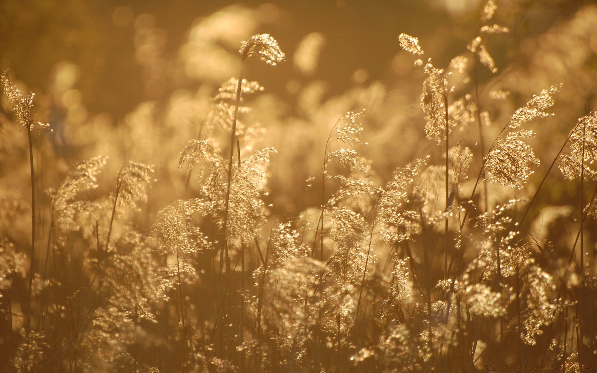 bokeh campo natura rurale erba sole stagione bel tempo estate oro campagna flora luminoso alba all aperto fieno crescita fiore fattoria paesaggio