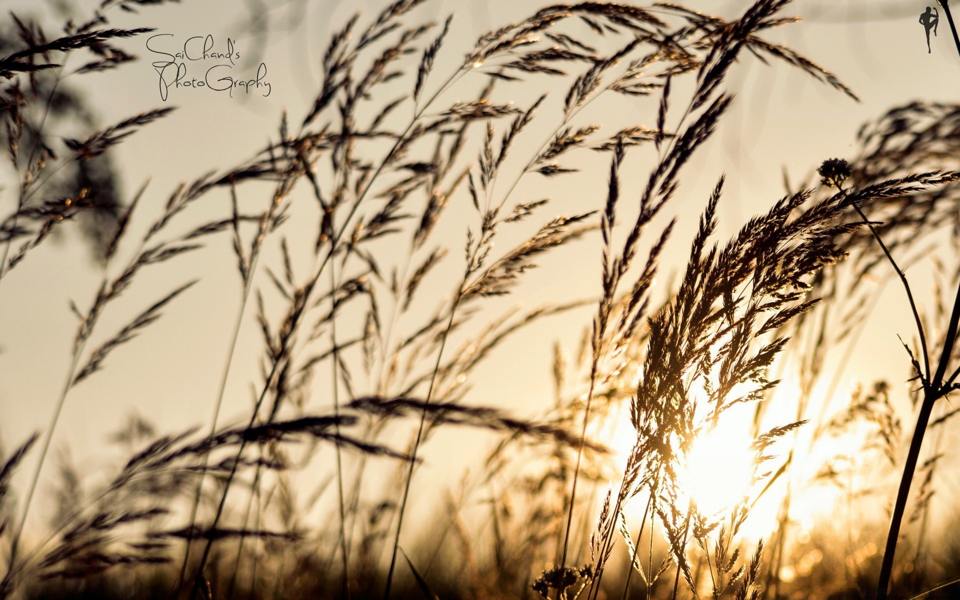 bokeh mais weizen flocken feld stroh des ländlichen raumes gras natur weide sonne herbst ernte landschaft sommer bauernhof samen brot gutes wetter flora