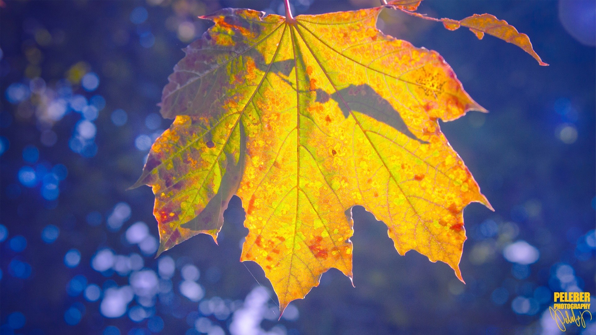 bokeh otoño hoja brillante naturaleza al aire libre arce cambio buen tiempo