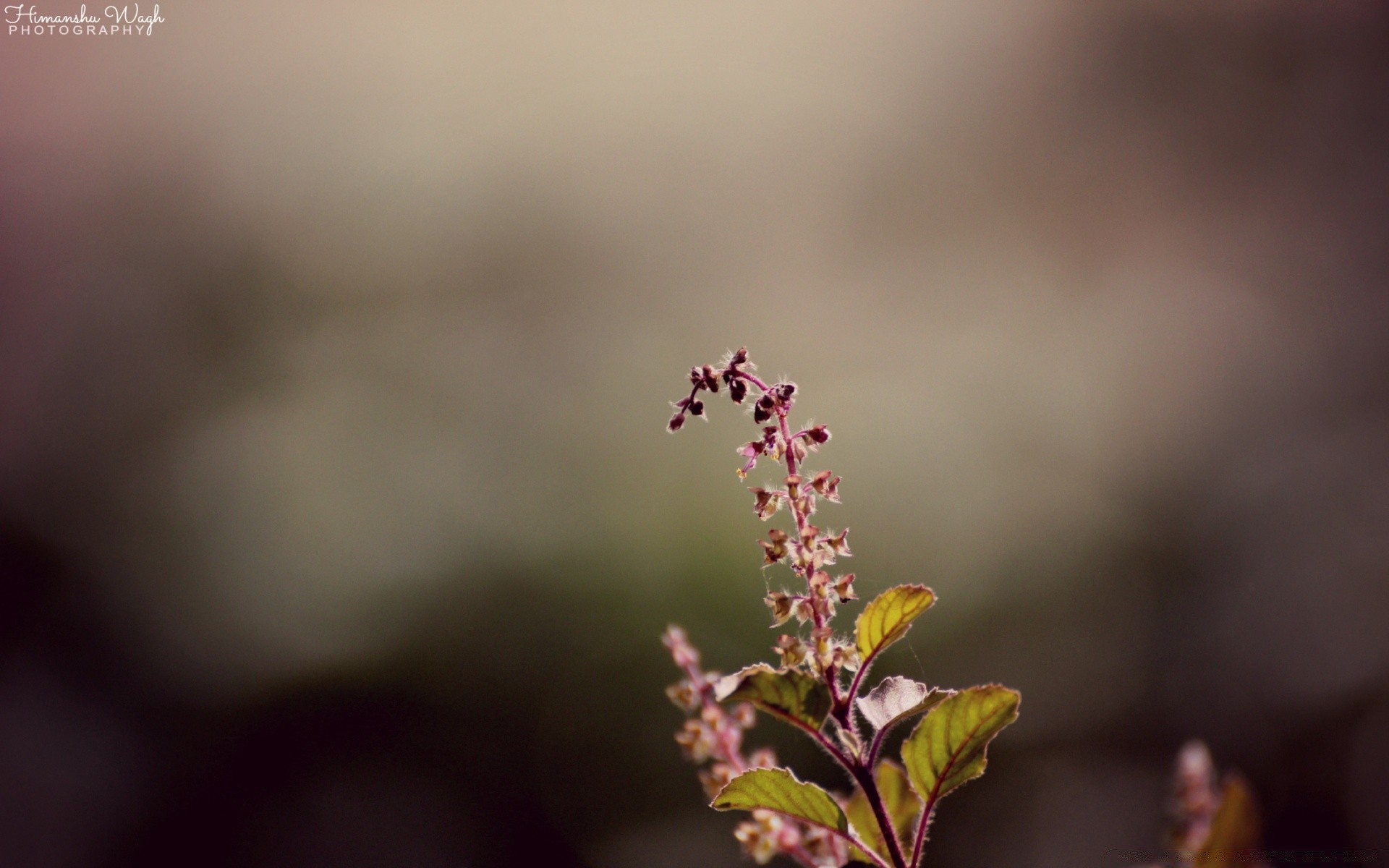 bokeh unschärfe natur blatt blume im freien flora sommer fokus