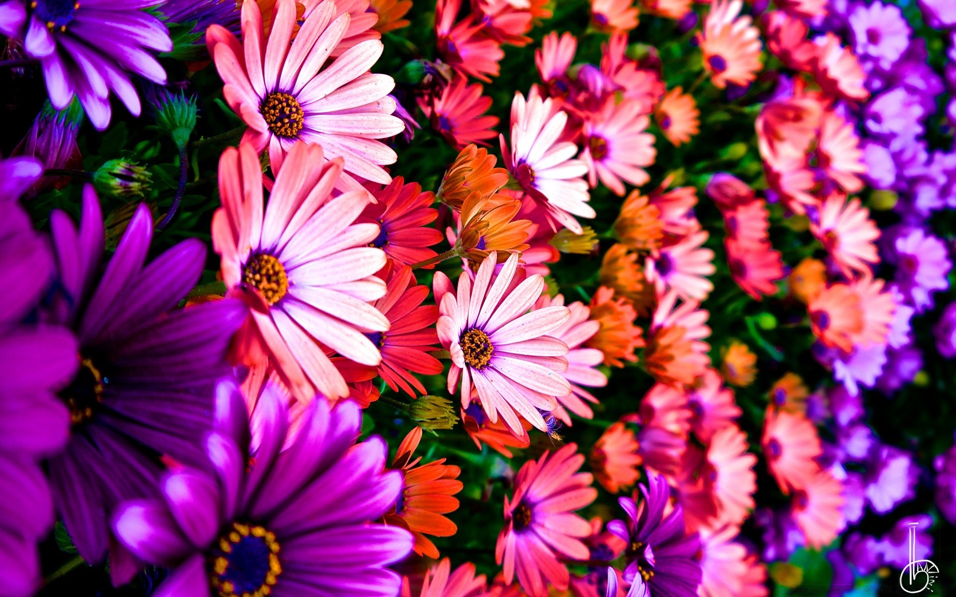 colores vivos flor naturaleza verano jardín flora floral brillante hoja color bluming pétalo crecimiento