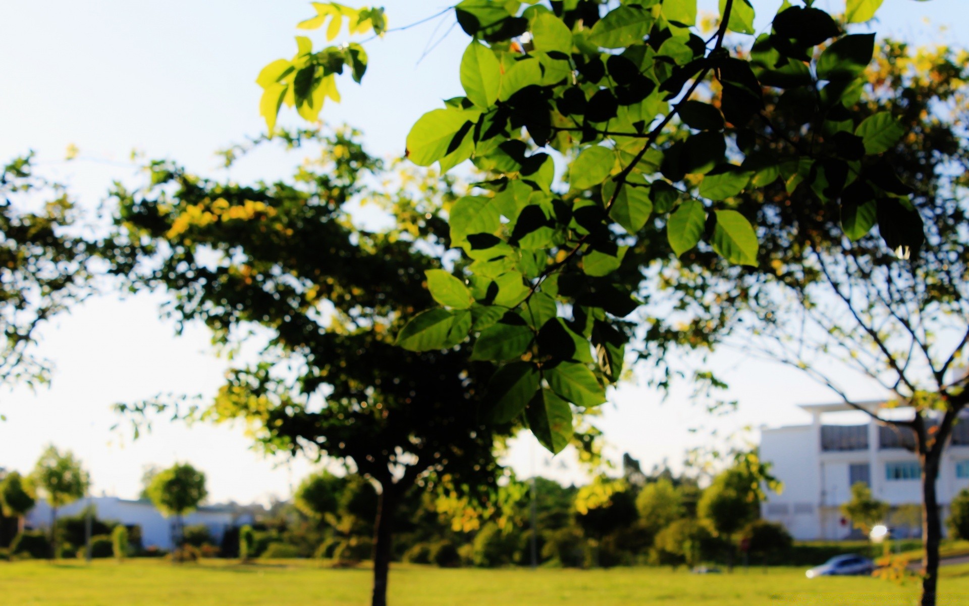 bokeh baum landschaft natur blatt flora sommer im freien gutes wetter wachstum saison des ländlichen sonnig sonne landwirtschaft zweig park feld medium gras