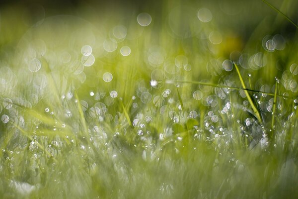 Piove forte al mattino e non c è niente per l erba