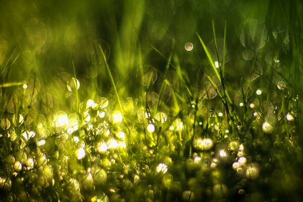 Green grass glows from the sun s rays