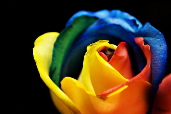 Rose flower with colorful petals