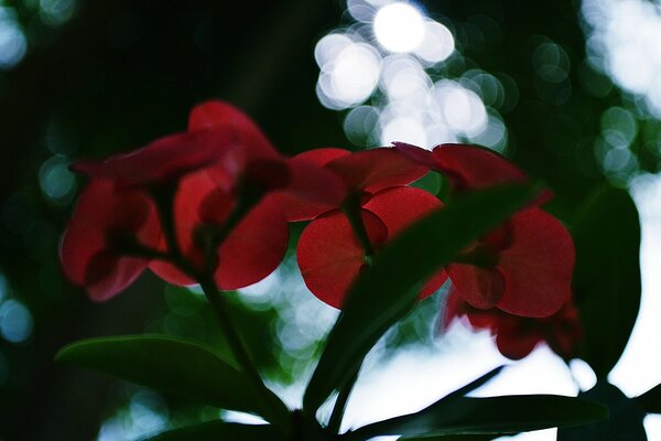 Rote Blume mit grünen Blättern