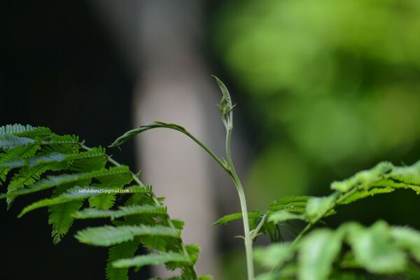 Табиғаттың бұлыңғыр фонында ағаштың жасыл жапырақтары
