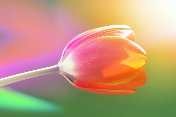 Red garden tulips look beautiful in a bouquet