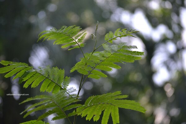 Rowan leaves in the summer forest