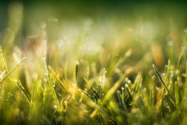 Green grass in the sunlight