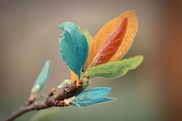 Colorful leaves on a branch