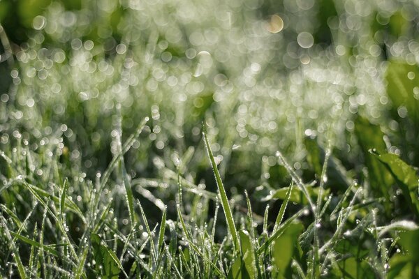 Il prato del mattino è fresco e bello