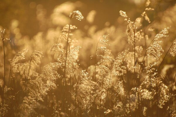 Tall dry grass of beige color illuminated by the sun